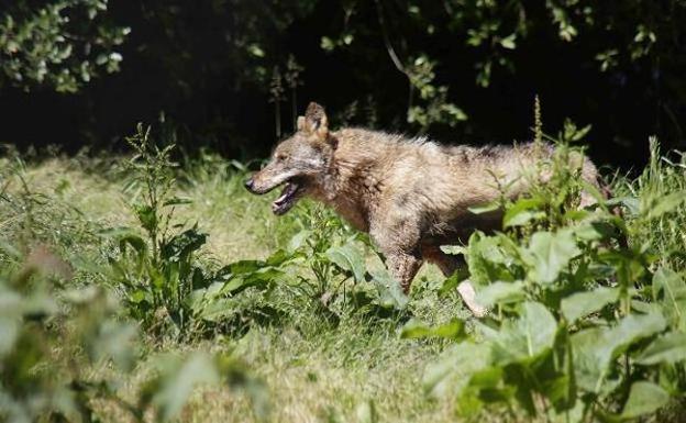 Los cazadores harán una batida de lobos cada semana en el Cuera